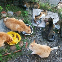 photo de livraison pour Amis des Chats de Port-Vendre