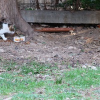 photo de livraison pour Les Chats de Dalila and co
