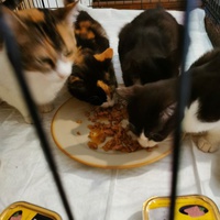 photo de livraison pour Aide Aux Chats Sans Logis
