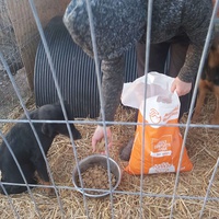 photo de livraison pour Innocente