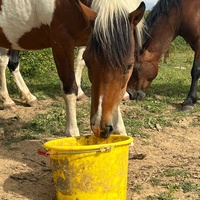 photo de livraison pour 4 Sabots et un Fer