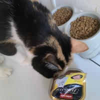 photo de livraison pour Des Poils et Des Plumes