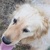 photo animal
