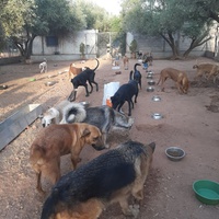 photo de livraison pour Help Adopt Moroccan Animals