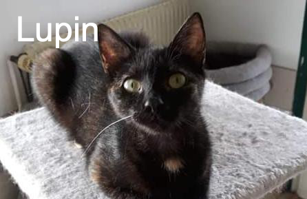 Lupin Chat Va Bien Animal Webaction Lupin Chat Va Bien Animal Webaction