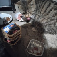 photo de livraison pour Chat Ami pour la Vie