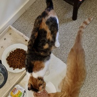 photo de livraison pour École du chat libre du Bocage bressuirais
