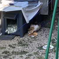 photo de livraison pour Ecole du Chat des Alpilles