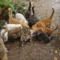 photo de livraison pour Bien vivre avec les Chats Sallélois