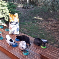 photo de livraison pour Chats en Liberté