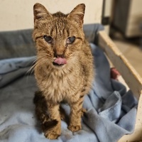 photo de livraison pour L'Arche de la Gazelle