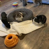 photo de livraison pour Association des Chats Camarguais