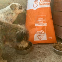 photo de livraison pour Speranta Pentru Animale