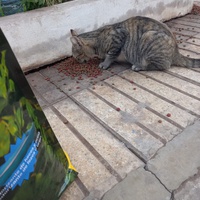 photo de livraison pour Comme Chiens et Chats Maroc