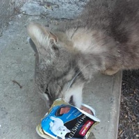 photo de livraison pour Les Chats-Pitresdelavi-Ste