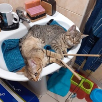 photo de livraison pour Stérilcat 80