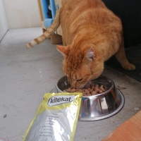 photo de livraison pour Castel Cats