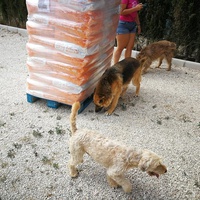 photo de livraison pour Protectors Animal El Hocico