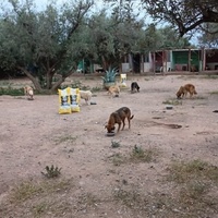 photo de livraison pour Help Adopt Moroccan Animals