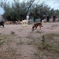 photo de livraison pour Help Adopt Moroccan Animals