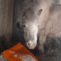 photo de livraison pour Happy Horse Day