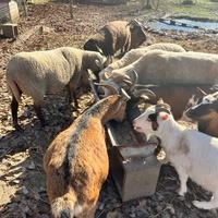 photo de livraison pour Refuge du Poil à la Plume