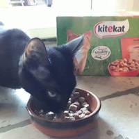 photo de livraison pour Les Chats de la Tour