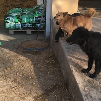 photo de livraison pour Društvo za zaštitu životinja "Bela"