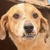 photo animal