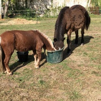 photo de livraison pour Les Chevaux d'Elo