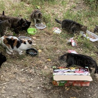 photo de livraison pour Ecole du Chat des Alpilles