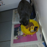 photo de livraison pour Les chats de chez nous