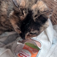 photo de livraison pour KITTY HOME SENIORS