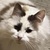photo animal