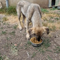 photo de livraison pour Serbian Society for the Protection of Animals - SSPA