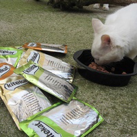 photo de livraison pour Jardin des Chats