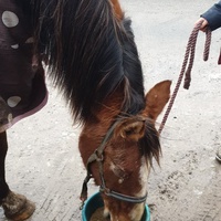 photo de livraison pour Ecurie Refuge APFFEL