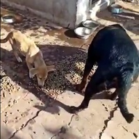 photo de livraison pour Comme Chiens et Chats Maroc