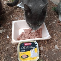 photo de livraison pour Les Chats-Pitresdelavi-Ste