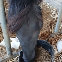 photo de livraison pour Equi-Libre : Droit à la Retraite Equine