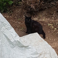 photo de livraison pour Chat de Gout'hier sans Toit