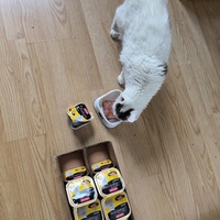photo de livraison pour NAE-NUTTI - Les chats de la maison brûlée