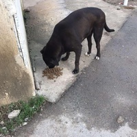 photo de livraison pour Ivana Nikolić