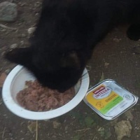 photo de livraison pour Les Chats-Pitresdelavi-Ste