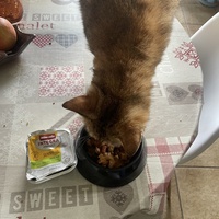 photo de livraison pour Les Chats De QUEAUX