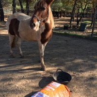 photo de livraison pour Equi-Vivre