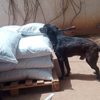 photo de livraison pour Help Adopt Moroccan Animals