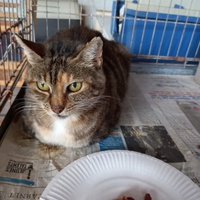 photo de livraison pour Amicale Chats