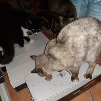 photo de livraison pour Cruzy Cat 34