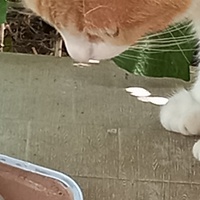 photo de livraison pour Amicale Chats